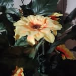 Mariana Joyce - @marianajoyce955 - Instagram