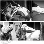 Mariann Johnson - @mjequinetherapy - Instagram