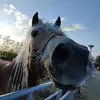 mariannepostema - @mariannepostema - TikTok