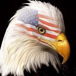 Marianne LoPresti Stratton - @wings.of.eagles.in.flight - Instagram
