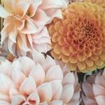 Marianne Townsend - @mmtown - Instagram