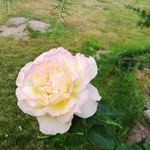 Marianne Werner - @marianne.werner1955 - Instagram