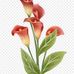 Maribel Alanis - Facebook