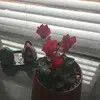 MaribelJasso - @maribelalmonaci - TikTok