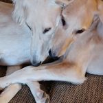 Marice B Clark - @studiosaluki - Instagram