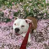 Bella beauty bully - @marieangle - TikTok