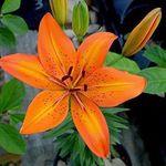 Lily Marie Bateman - @bloominflower9918 - Instagram