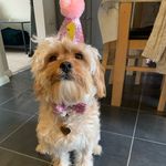 Marie Bateman - @daisy.doo.the.cavapoo - Instagram