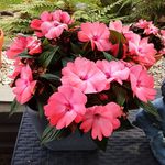 Marie Beales - @marie.beales.77 - Instagram