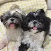 Thea & Marie’s Diary - @theaboo.mariebear - TikTok