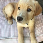 Marie Beaton - @roseisapuppy - Instagram