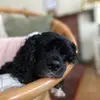 Marie Bella - @marieandbella - TikTok