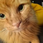 Hilma Marie Blomquist - @hilmq_marie - Instagram