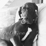 DeO'Gee Marie Bower - @deogee_thedane - Instagram