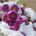 Marie Brisson - Facebook