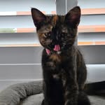 Marie Broad - @broad_felines - Instagram