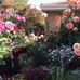 Marie Broad - Facebook