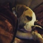 Jackson Marie Jean Broyles - @jackson_the_cool_pup - Instagram