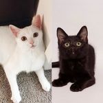 Luna Marie + Bruce Berlioz - @themosescats - Instagram