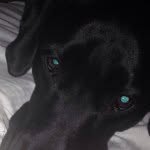 Buxy The Dog - @buxton.marie - Instagram