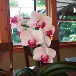 Marie Cagle - @marie.cagle.33 - Instagram