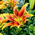 Marie Cates - Facebook