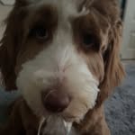 Oakley Marie Chilton-Finter - @oakley.the.doodl1e - Instagram