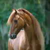 Phoenix Wise - @marie_compton836224 - TikTok