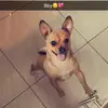 ❤️I’m a doggy❤️ - @joeymarieconlon - TikTok