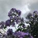Marie Conrad - Facebook