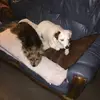 Nanoulyne_ teamcactus - @mariecorbon - TikTok