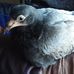 Marie Cornwall - Facebook