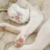 Marie Cota - @marie_cat.fofa - TikTok