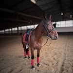 Marie&Creed - @maries.stallleben - Instagram