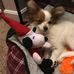 Ginny Marie, Charlie Bear, &amp; the Zoo Crew - Facebook