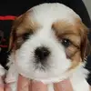 Marie Croysdale - @marie.croysdale - TikTok