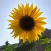 mariecuenca613 - @mariecuenca613 - TikTok
