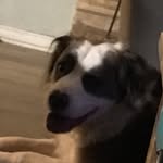 Dexter - @dexter_marie_512 - Instagram