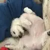 Dexter Marie - @dexter.marie - TikTok