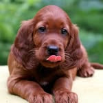 Marie Dodds - @irishsetter2024 - Instagram