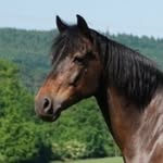 Marie & 🐴 Donner - @marie_donner_ - Instagram