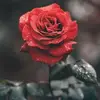 Marie Doris - @marie.doris7 - TikTok