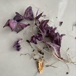 Marie-Josee Drouin - @bestnestever - Instagram