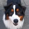 marie_eck - @thorin_dobby - TikTok