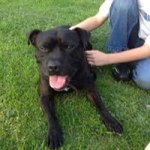 Marie Giles - @animallover1976 - Instagram