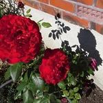 Marie Giles - @marie.giles.961 - Instagram