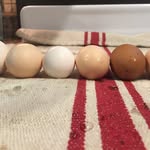 Amy Marie Goff - @goffarms - Instagram