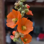 Marie Grubb - @marie_grubb_85 - Instagram