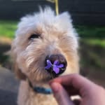 Iris Marie Hassell - @_iris_goldendoodle_ - Instagram