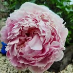 Marie Hatch - @mariechatch - Instagram